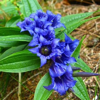 HOŘEC TOLITOVITÝ ( Gentiana asclepiadea) 