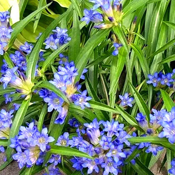 HOŘEC DAHURSKÝ (Gentiana dahurica) 