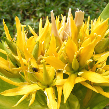 HOŘEC ŽLUTÝ ( Gentiana lutea) 