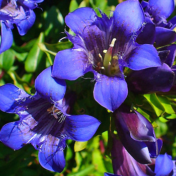 HOŘEC SEDMIKLANÝ (Gentiana septemfida var. lagodechiana) 