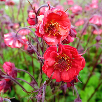 KUKLÍK ´FLAMES OD PASSION´ ko 1,1L