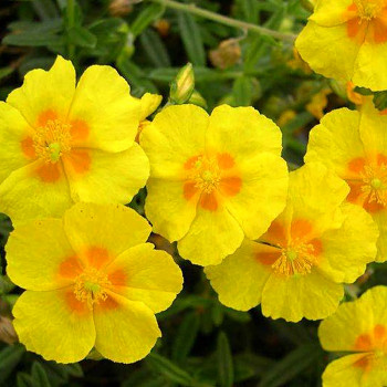 DEVATERNÍK ´BEN FHADA ´