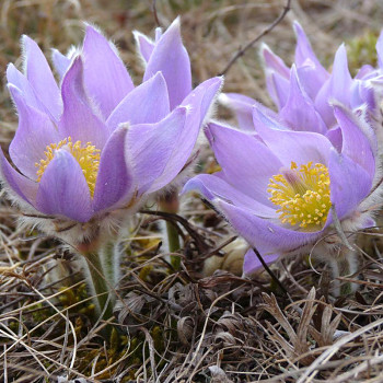 KONIKLEC (Pulsatilla grandis) 