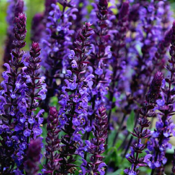 ŠALVĚJ NÁDHERNÁ ´NEW DIMENSION BLUE´