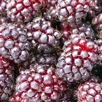 MALINOOSTRUŽINA ´BOYSENBERRY´