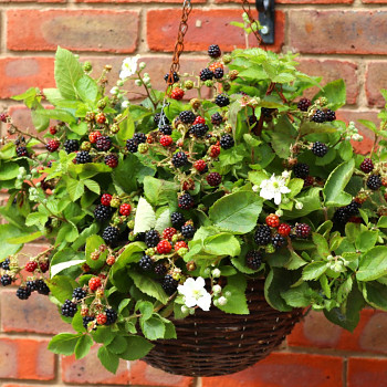 OSTRUŽINÍK ´BLACK CASCADE ®´ - Stáleplodící, balkonový