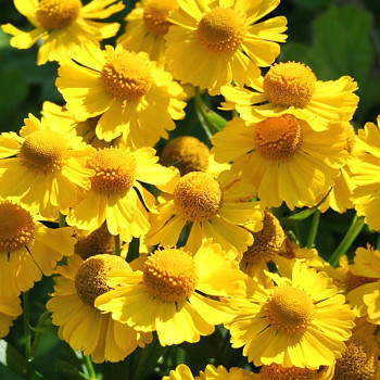 ZAPLÉVÁK ´KANARIA´