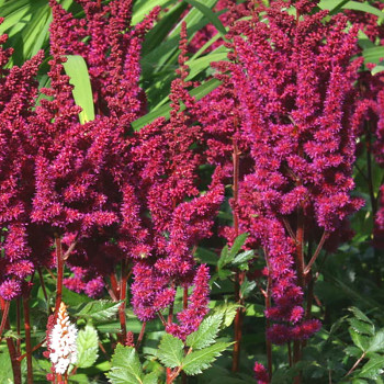 ČECHRAVA ´VISION IN RED´