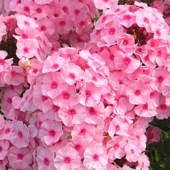 PHLOX ´HERBSTWALZER´