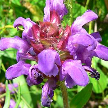 ČERNOHLÁVEK VELKOKVĚTÝ (Prunella grandiflora) 