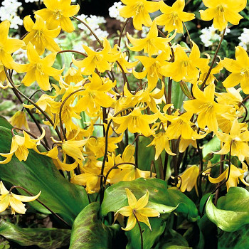 KANDÍK ´ ERYTHRONIUM PAGODA´ kont. 0,5L