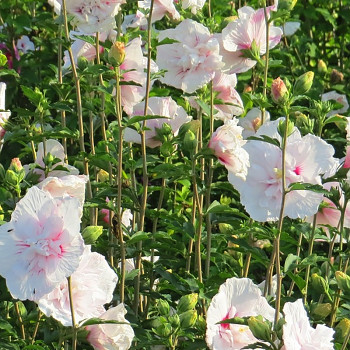 IBIŠEK SYRSKÝ ´CHINA CHIFFON´® kont. 2,5L 