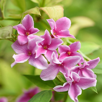 JASMÍN STEPHANENSE ( Jasminum Stephanense) kont. 2L