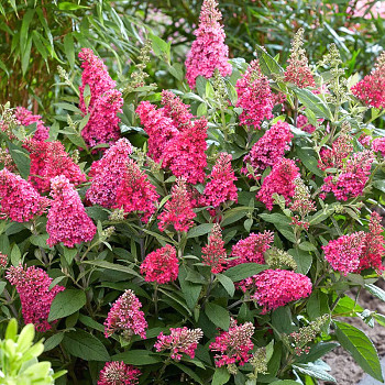 KOMULE DAVIDOVA ´BUTTERFLY CANDY´® LITTLE PINK kont. 4L