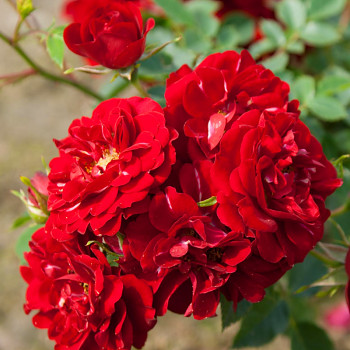 RŮŽE PŮDOPOKRYVNÁ TMAVĚ ČERVENÁ kont. 1,5L