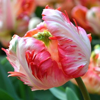 TULIPÁN ´APRICOT PARROT´ kont. 2L