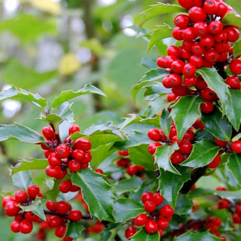 CESMÍNA MODRÁ ´BLUE PRINCESS´ Samice  kont. 2,5L 