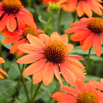 TŘAPATKA 'LAKOTA ORANGE'  kont. 3L