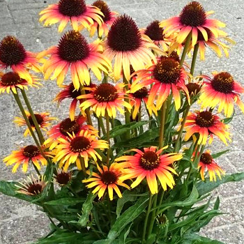 TŘAPATKA ´PARROT®'´ ko 1,2L