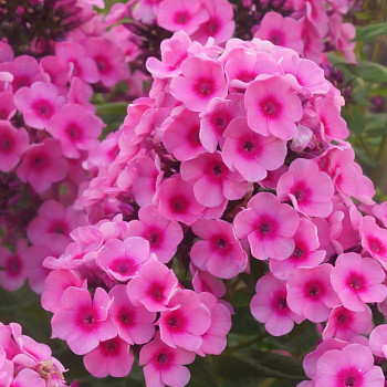 PHLOX ´BABY FACE´ 