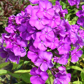 PHLOX ´AMETHYST´ kont. 1,5L 