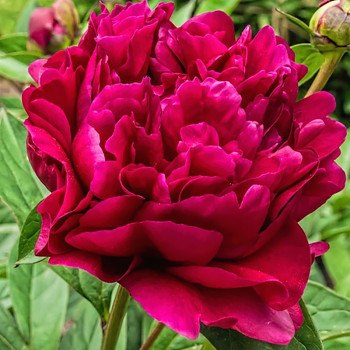 PIVOŇKA ČÍNSKÁ ´ADOLPHE ROUSSEAU´