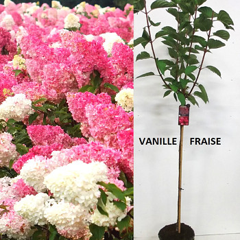 HORTENZIE ´VANILLE FRAISE´- STROMKOVÁ na kmínku 100cm