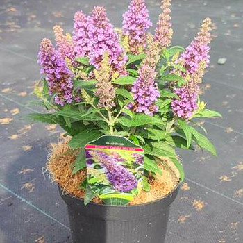KOMULE ´BUTTERFLY CANDY® LITTLE LILA´ kont. 4L