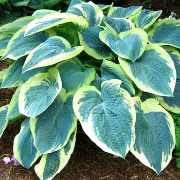 HOSTA ´AMERICAN HALO´ kont. 1,5L