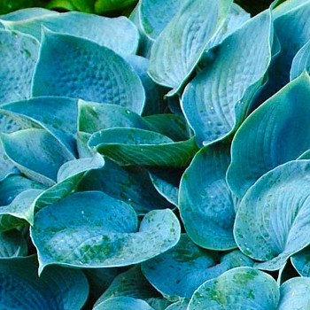 HOSTA ´FRAGRANT BLUE´ kont. 1,5L