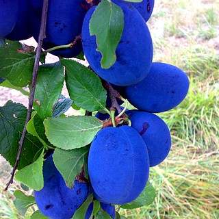 SLIVOŇ ČAČANSKÁ LEPOTICA - Myrobalán