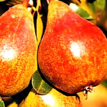 HRUŠEŇ CLAPPOVA - Podnož Kdouloň