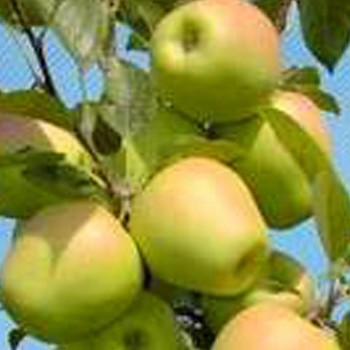 JABLOŇ ZVONKOVÉ  podnož M26