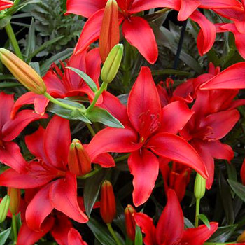 LILIE ´ASIATIC RED´