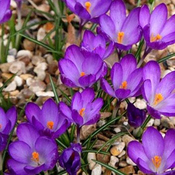 KROKUS ´RUBY GIANT´ 
