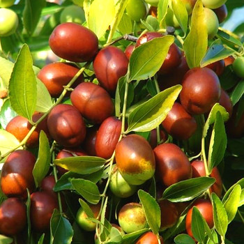 JUJUBA ´FELLINI GIUGGIOLO´ (Ziziphus jujuba) - čínské datle