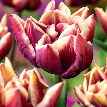 TULIPÁN ´WYNDHAM´