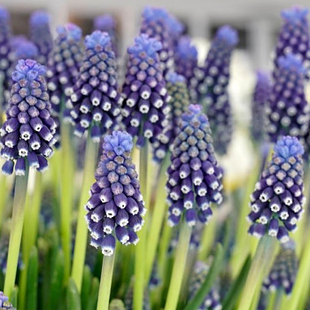 MODŘENEC ´NIGHT EYES´