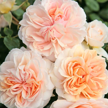 RŮŽE MNOHOKVĚTÁ KORDES ´GARDEN OF ROSES ®´