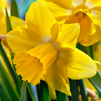 NARCIS ´DUTCH MASTER´ kont. 2L