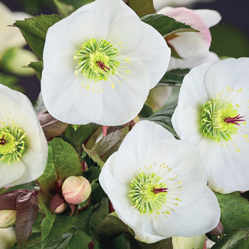 ČEMEŘICE ´ICE N ROSES BIANCO´
