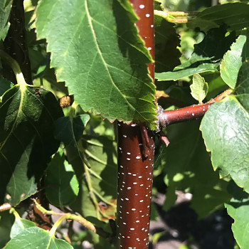 BŘÍZA ´CACAO´