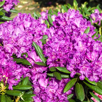 RHODODENDRON XXL ´BOHLKEN´S LAGUNA´ ko 2L