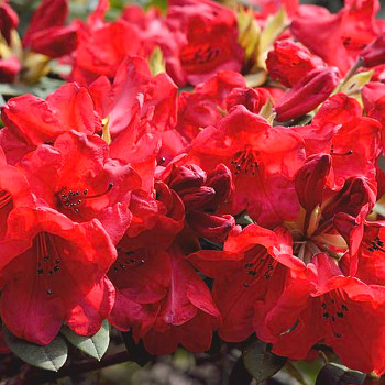 RHODODENDRON XXL ´ELIZABETH´ ko 2L