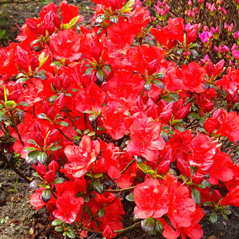 RHODODENDRON XXL ´ARABESK´ kont. 2L
