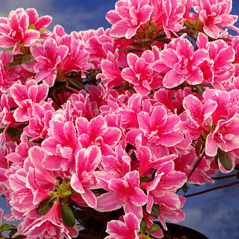 JAPONSKÁ AZALKA XXL ´PINK POETRY´ Plnokvětá