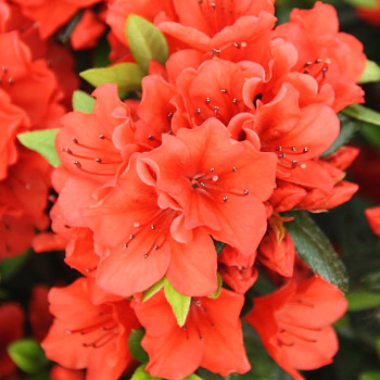 JAPONSKÁ AZALKA XXL ´SANDYS FIRE´ kont.2L