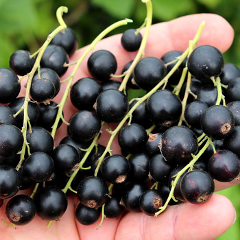 RYBÍZ ČERNÝ ´Cassissima® Black Bells®´ keř P9