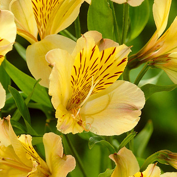 ALSTROMERIA LUTEA (2 hlízy)