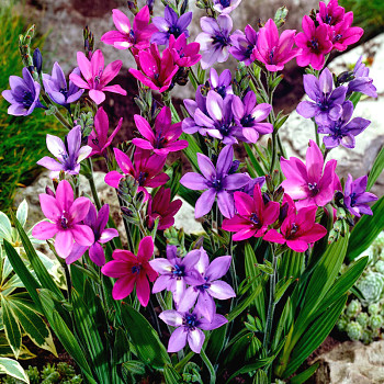 BABIANA STRICTA MIX (10 cibulí)